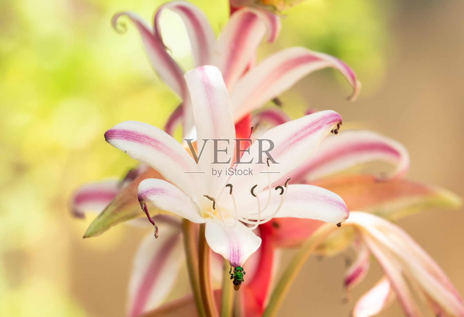 绿色的蜜蜂在紫色和粉红色的孤挺花花瓣与温暖模糊的背景。照片摄影图片