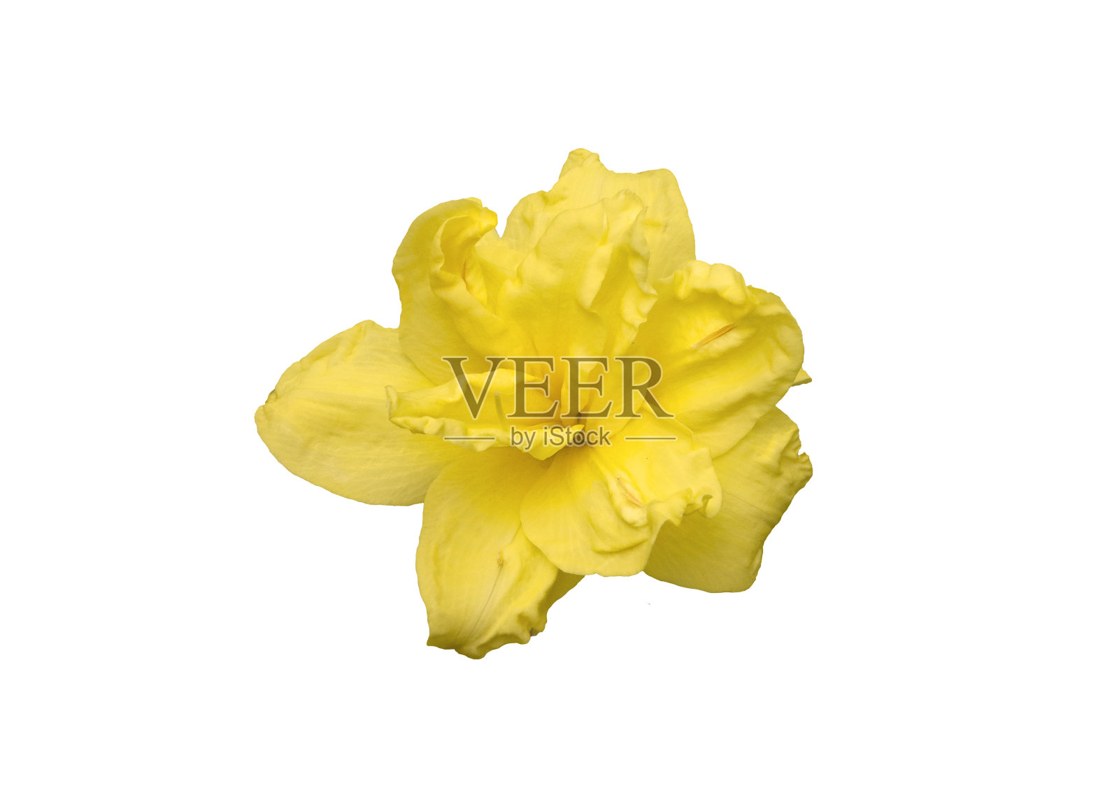 黄花菜属植物的花。照片摄影图片