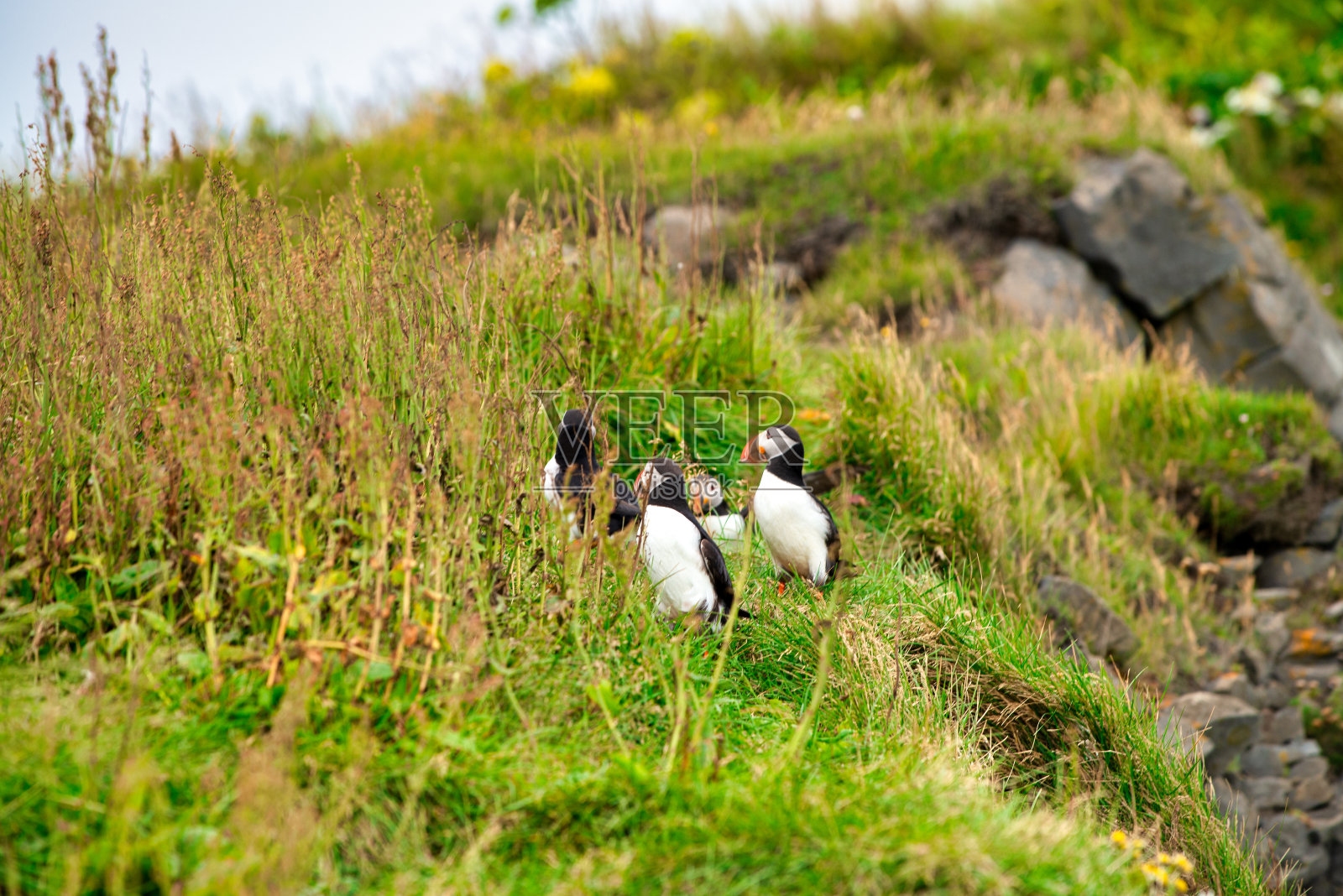 大西洋海鹦在冰岛的瑞尼斯fjara海滩筑巢。照片摄影图片