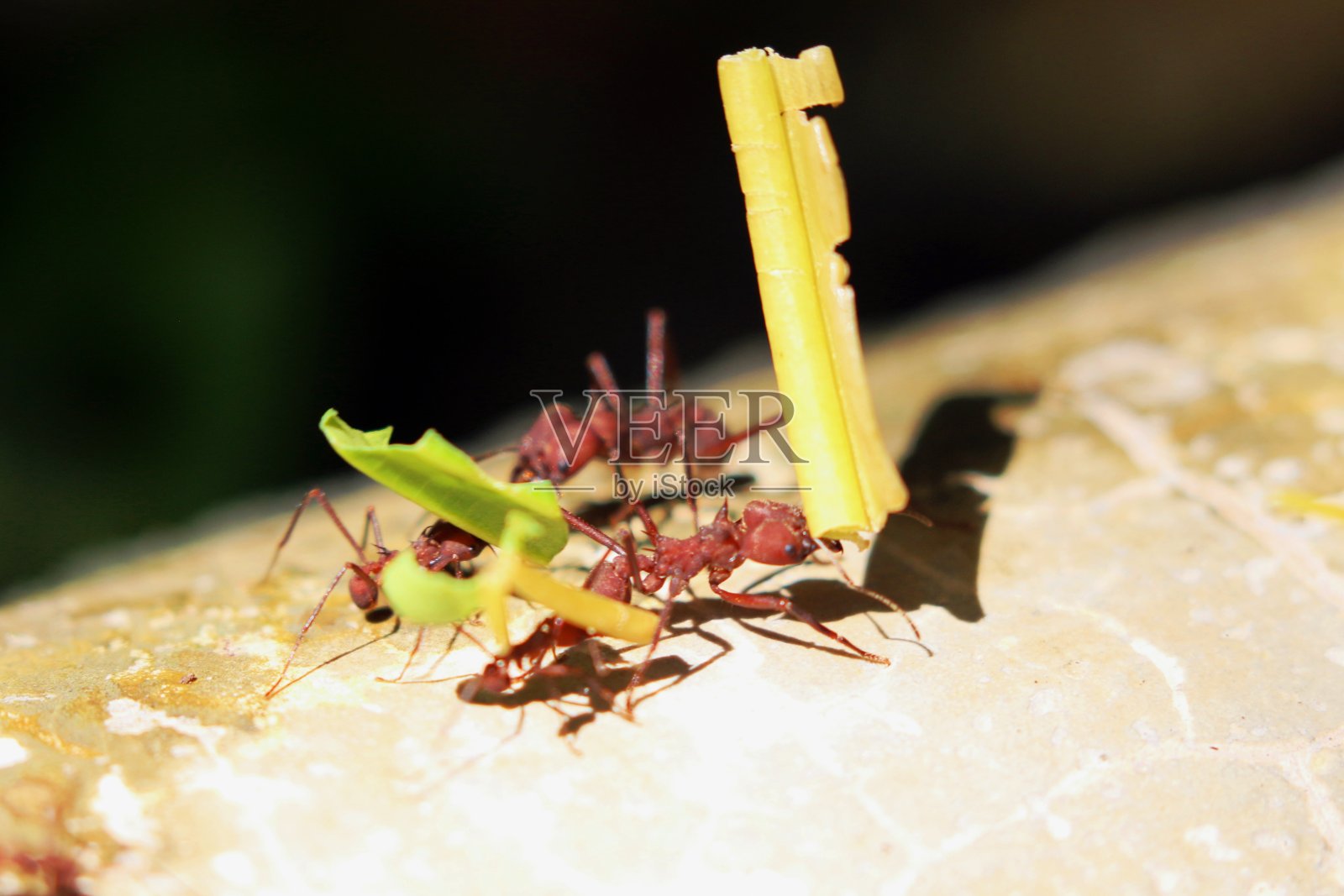 剪叶蚁的街道照片摄影图片
