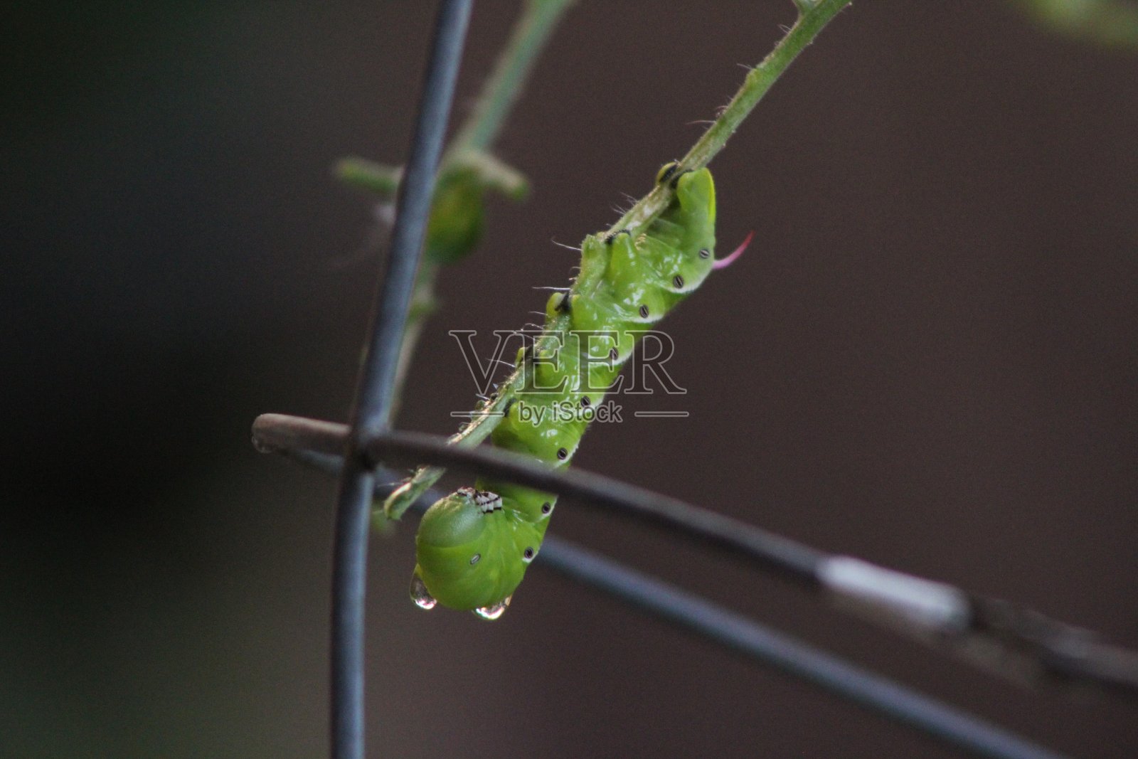 一个绿色的毛毛虫照片摄影图片