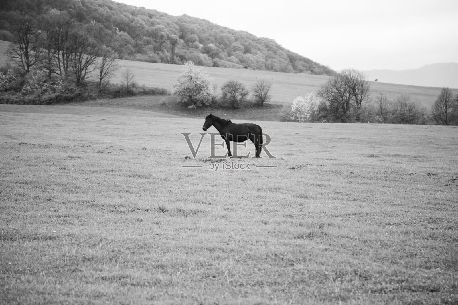 赛场上孤独的骏马。黑白照片照片摄影图片
