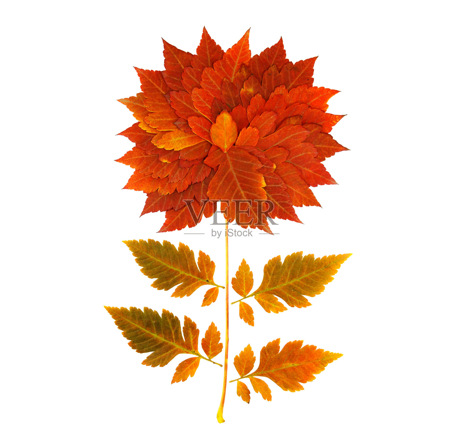 秋叶孤花于白，创造自然概念照片摄影图片