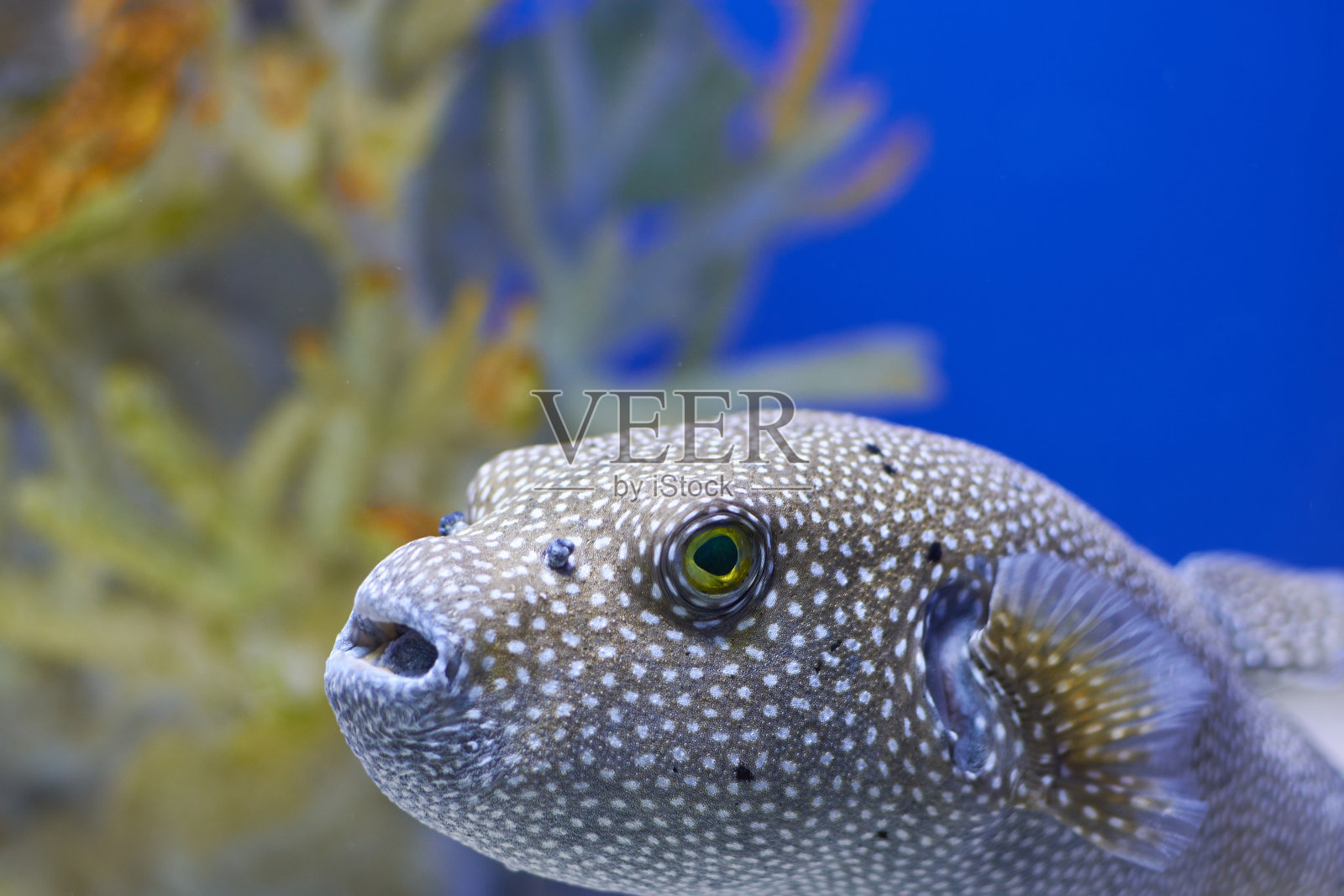 Arothron nigropunctatus。点缀在珊瑚旁的河豚照片摄影图片