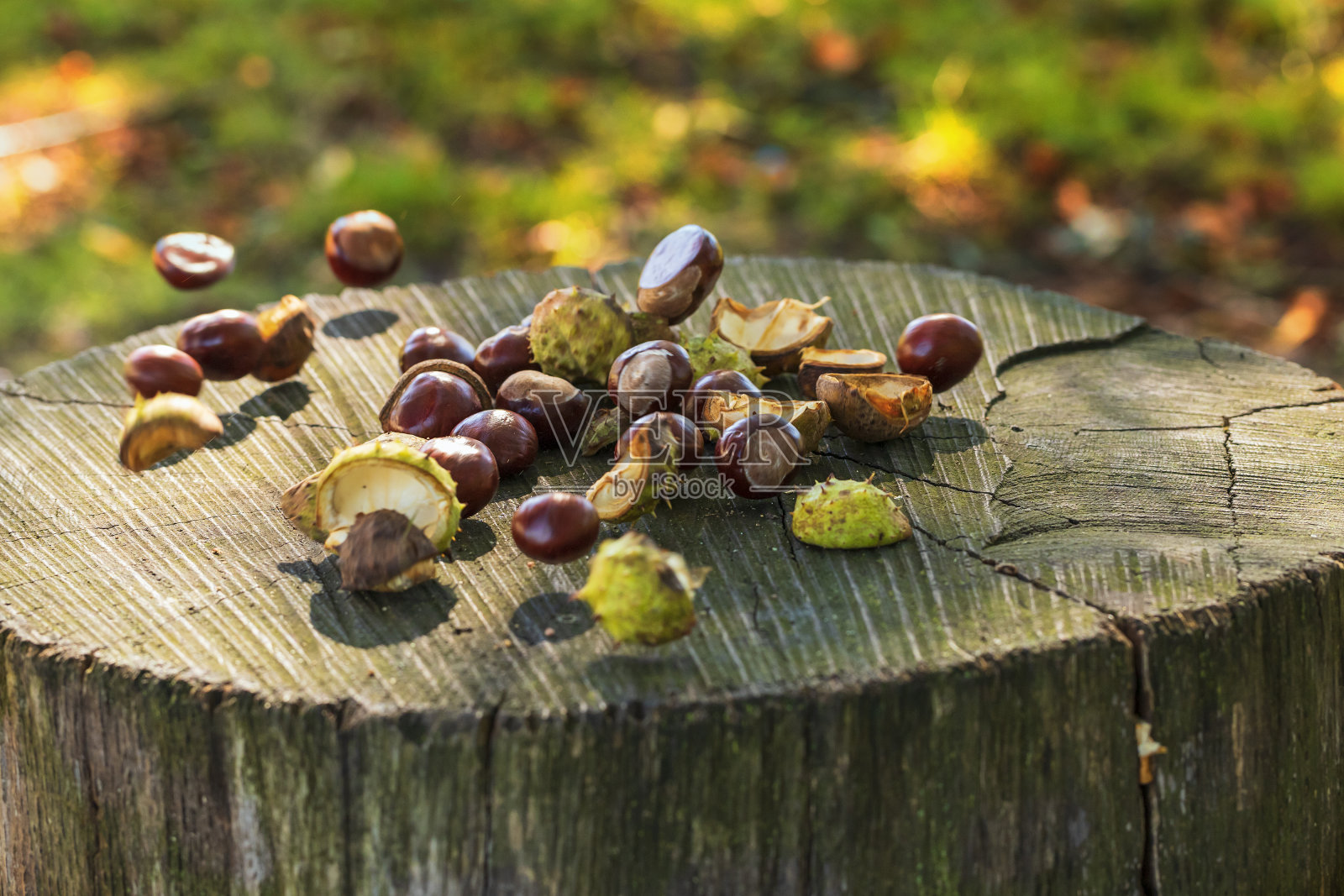 绿色包装的栗子和没有包装的栗子放在木凳上。这张照片在夕阳下有很好的散景照片摄影图片