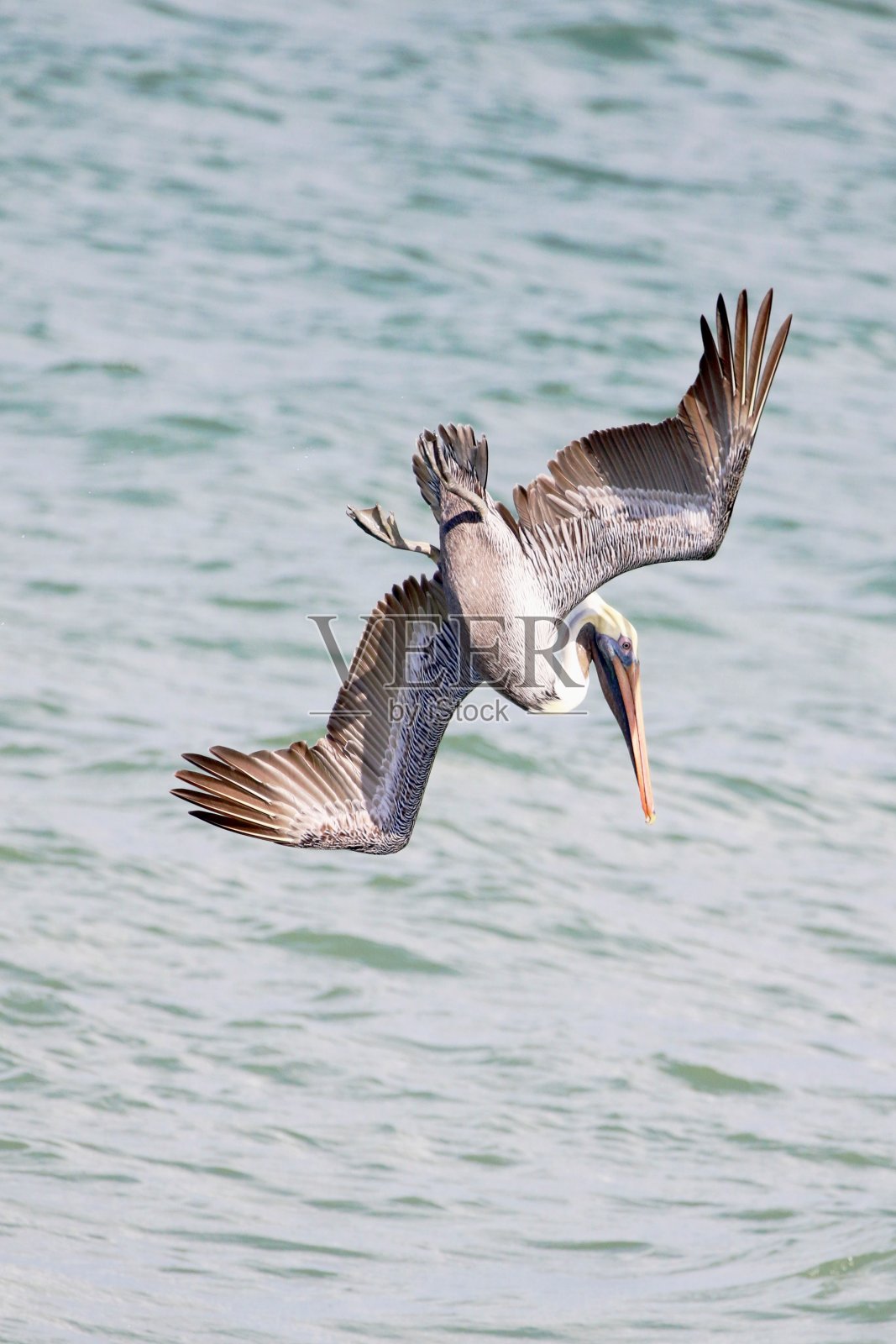 鹈鹕在捕鱼照片摄影图片