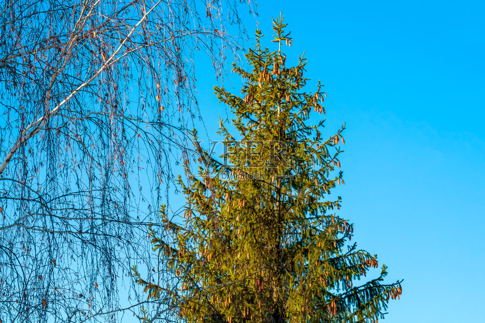 桦树和云杉照片摄影图片