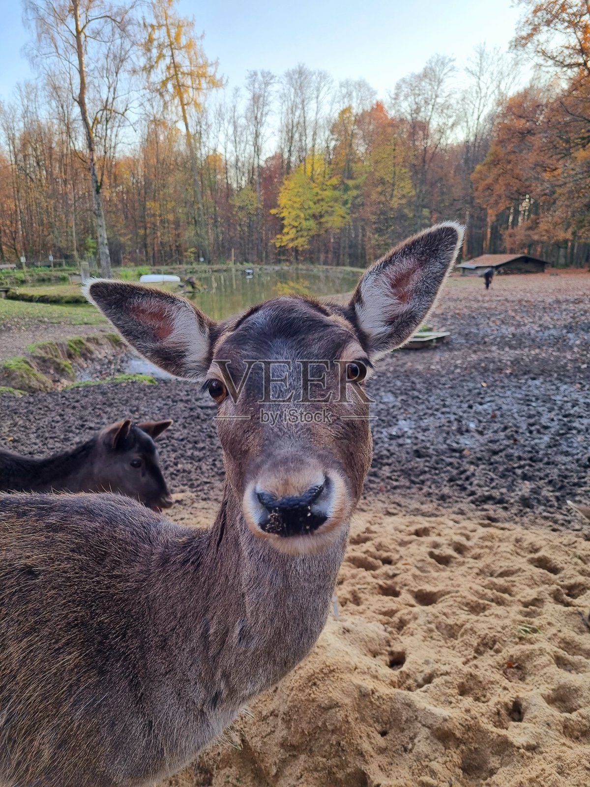 家庭鹿照片摄影图片