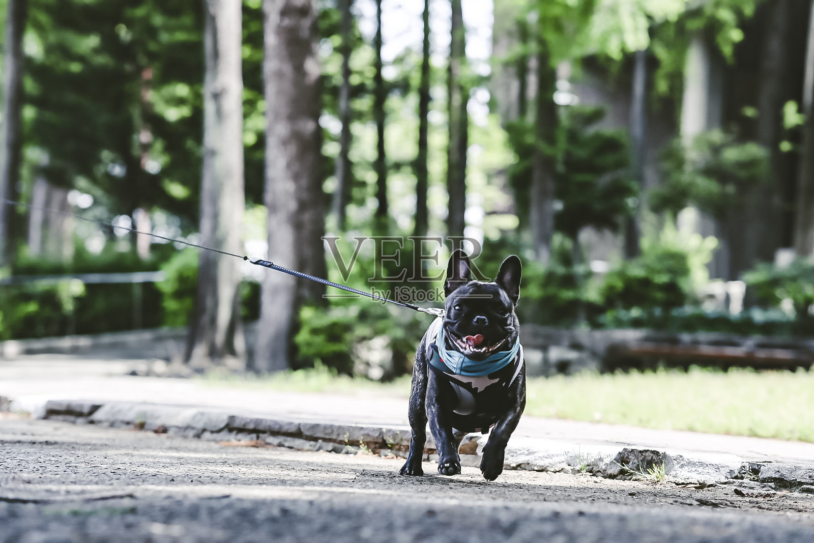 可爱的黑色法国斗牛犬在散步照片摄影图片