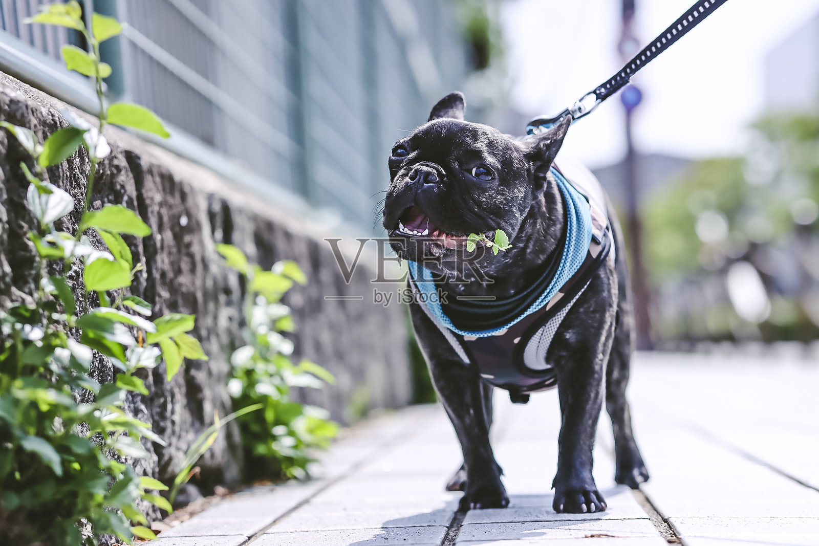 可爱的黑色法国斗牛犬在散步照片摄影图片