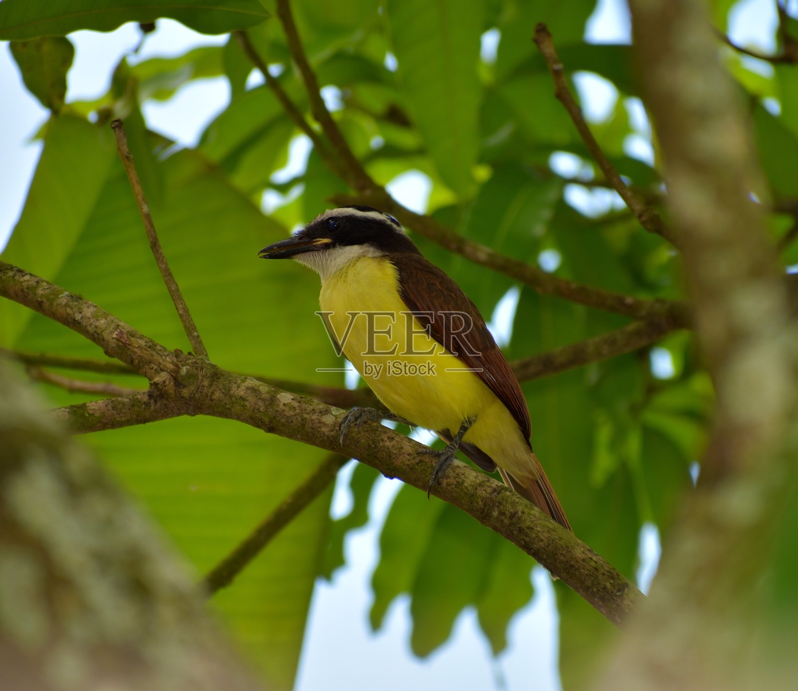伟大的Kiskadee或Pitangus硫磺照片摄影图片