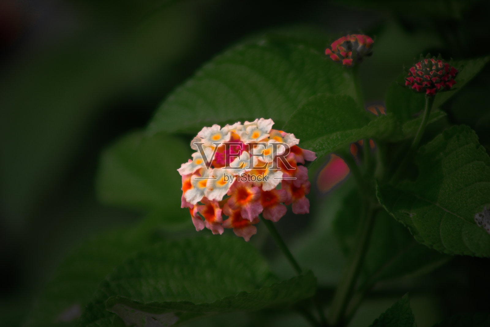 绿色的叶子和美丽的花照片摄影图片