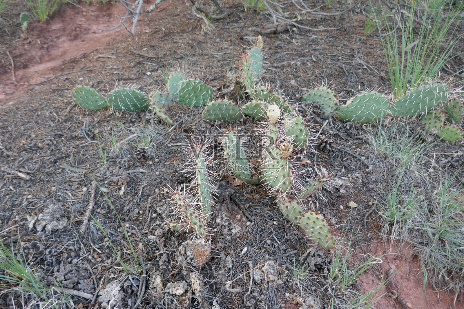 仙人掌属仙人掌在干燥的沙漠地区分支生长照片摄影图片
