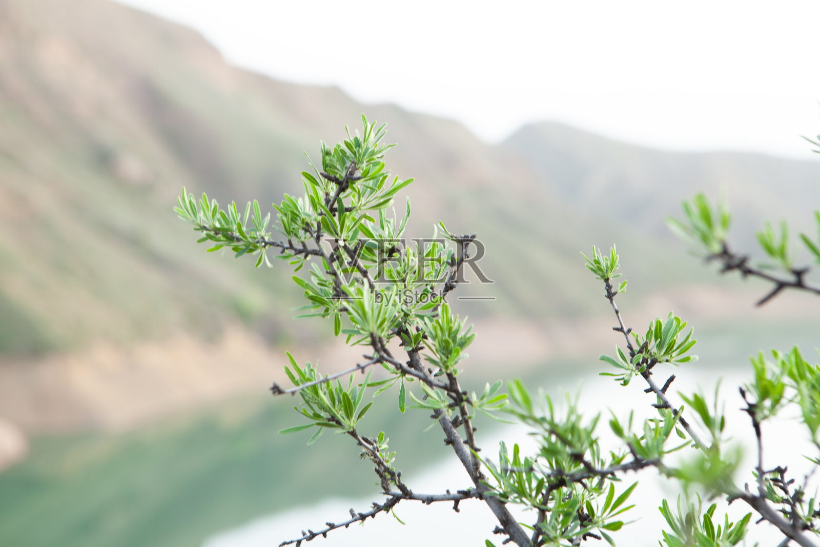 在悬崖边缘种上植物照片摄影图片