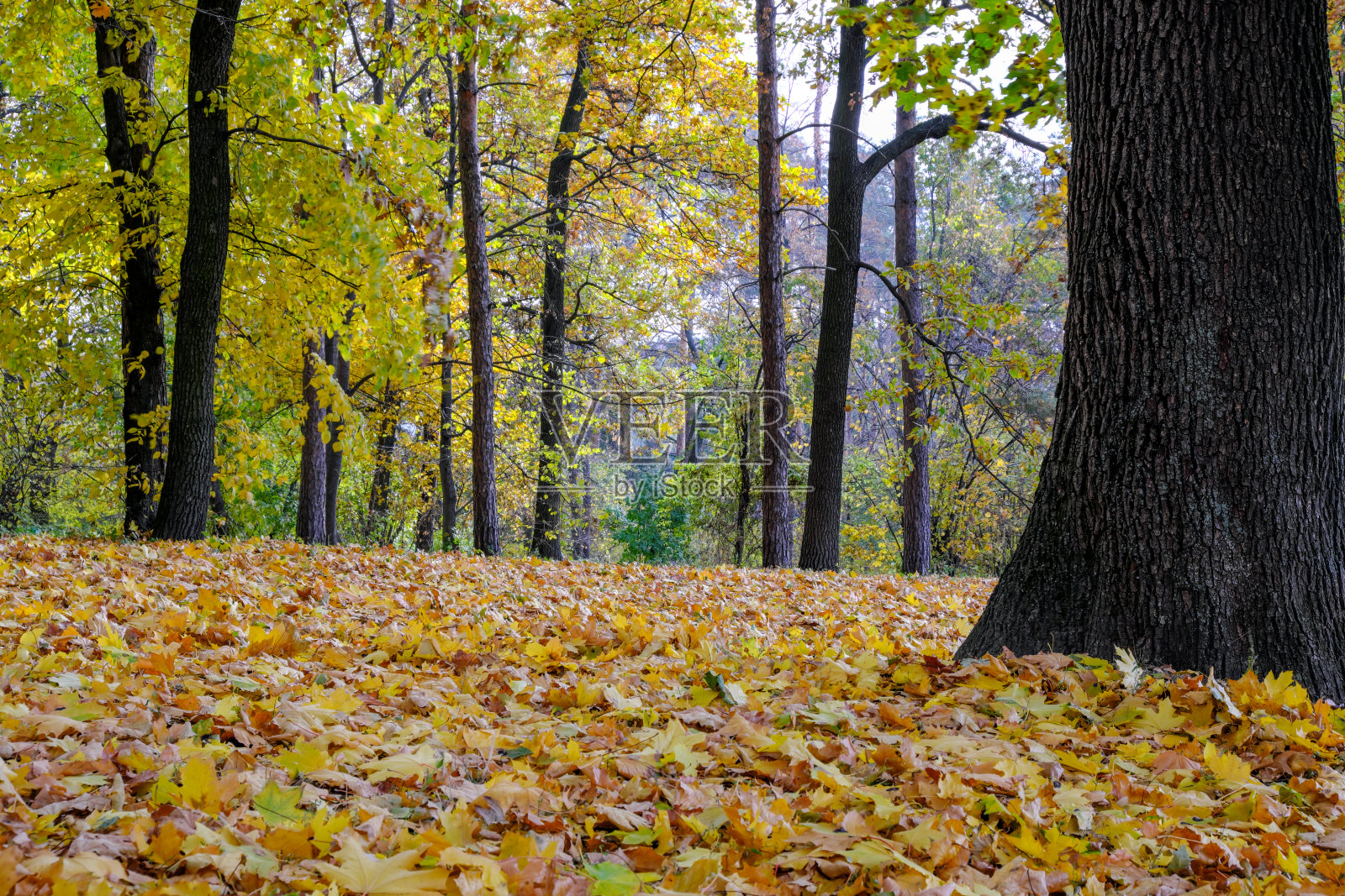 秋色山水公园照片摄影图片