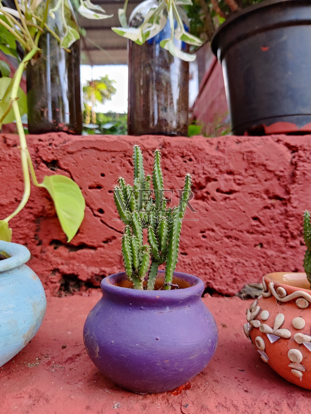 仙人掌种在一个小花盆里照片摄影图片