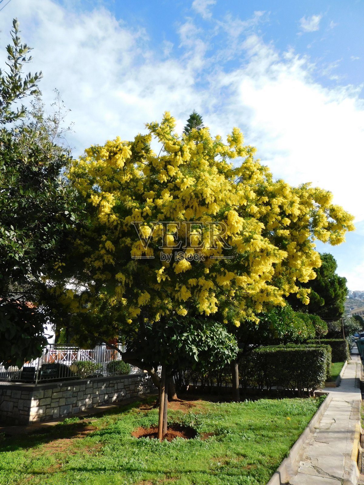 含羞草树照片摄影图片