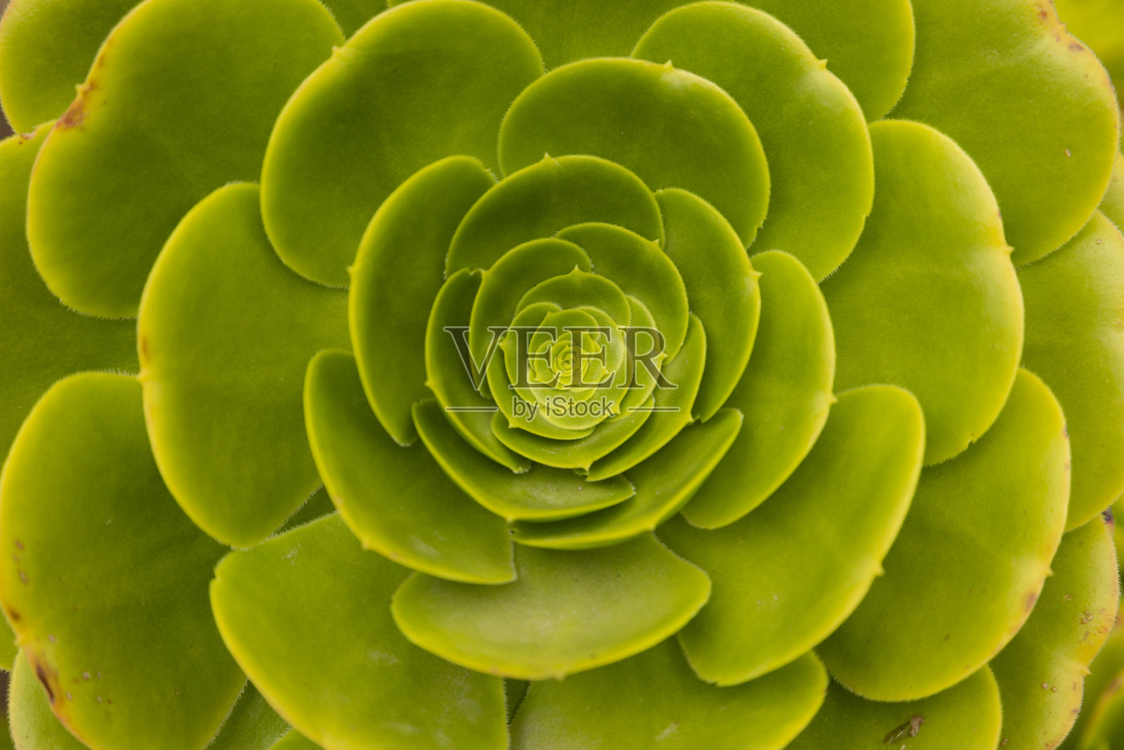 植物叶片的纹理呈圆形，以有机自然为背景照片摄影图片