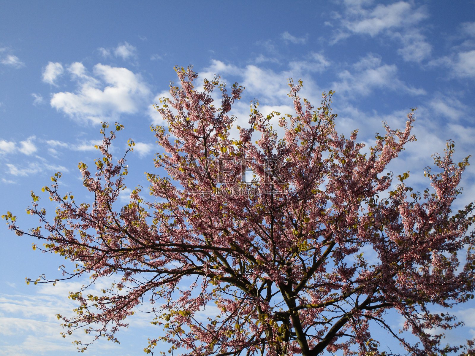 2021年春天，鲜艳、甜美、五颜六色、盛开的红色花朵照片摄影图片