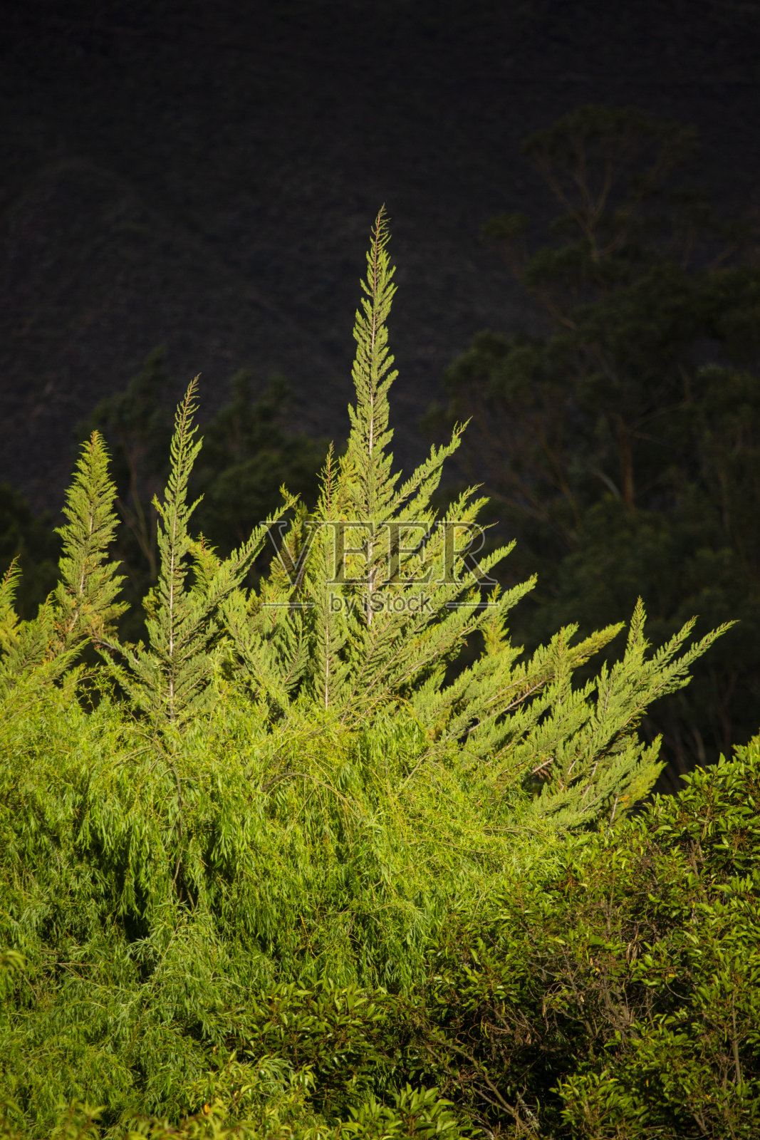 秘鲁安第斯山脉的一种绿色柏树。照片摄影图片