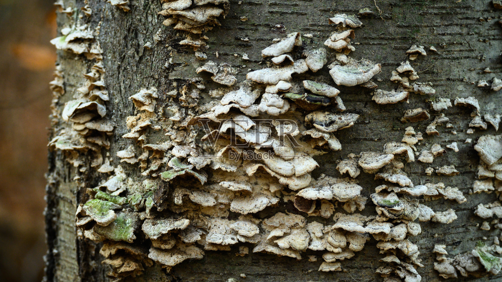 公园里的老树照片摄影图片