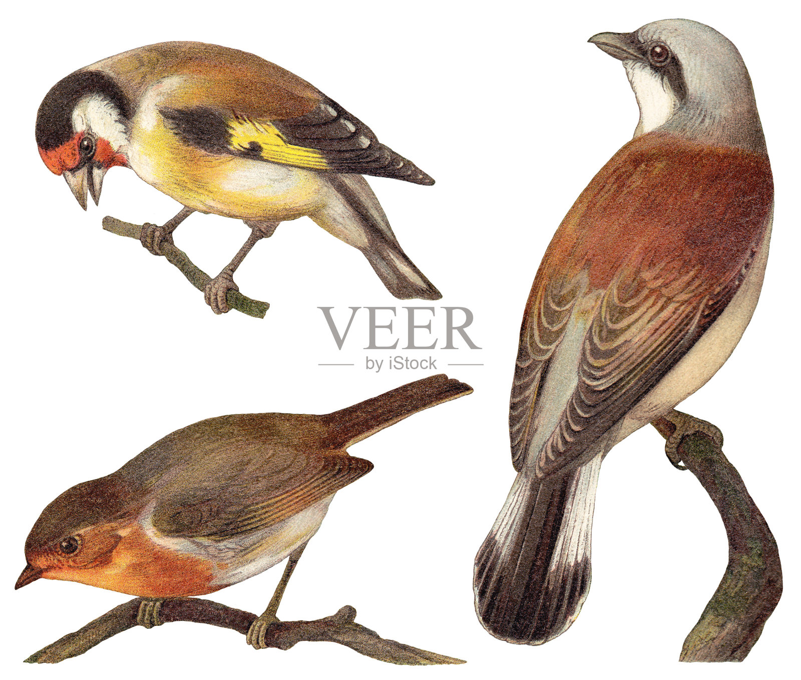 鸟的收藏-金翅雀(Carduelis elegans)，欧洲知更鸟(Erithacus rubecula)，红背伯劳鸟(Lanius collurio) /复古插图设计元素图片