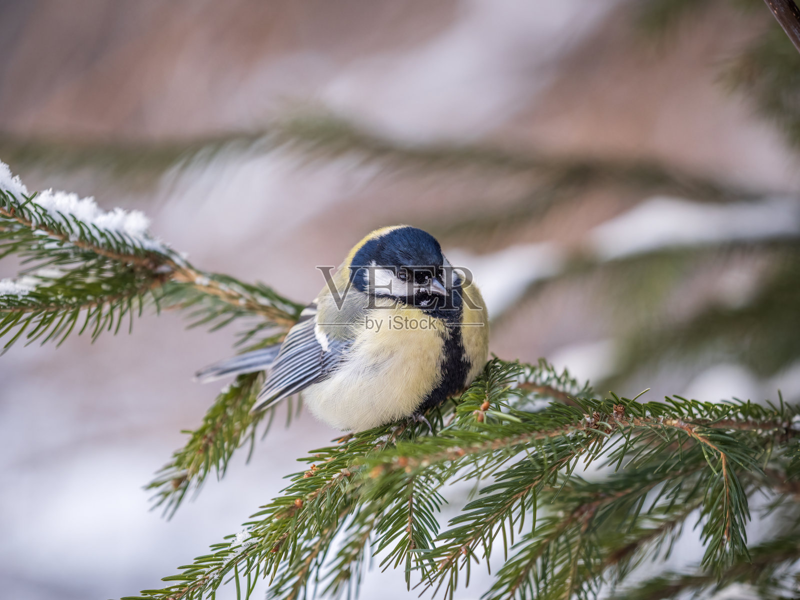 可爱的鸟大山雀，鸣禽坐在冬天有雪的杉树枝上照片摄影图片