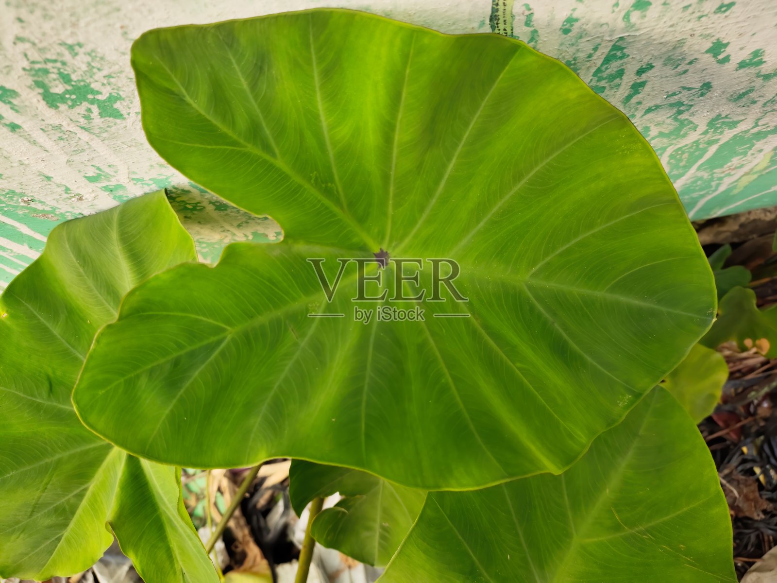 芋头叶照片摄影图片