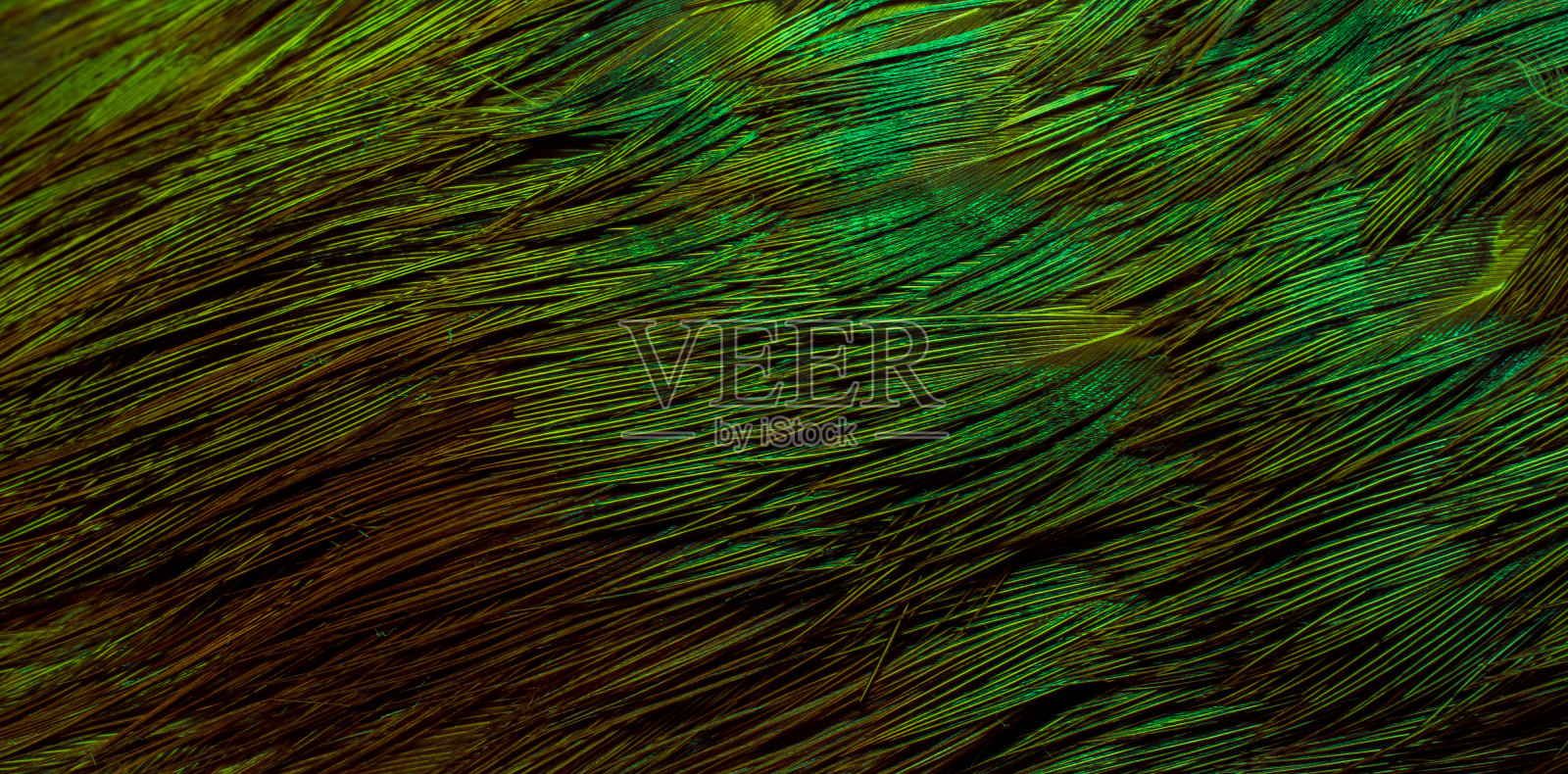 背景与鸟basant羽毛照片摄影图片