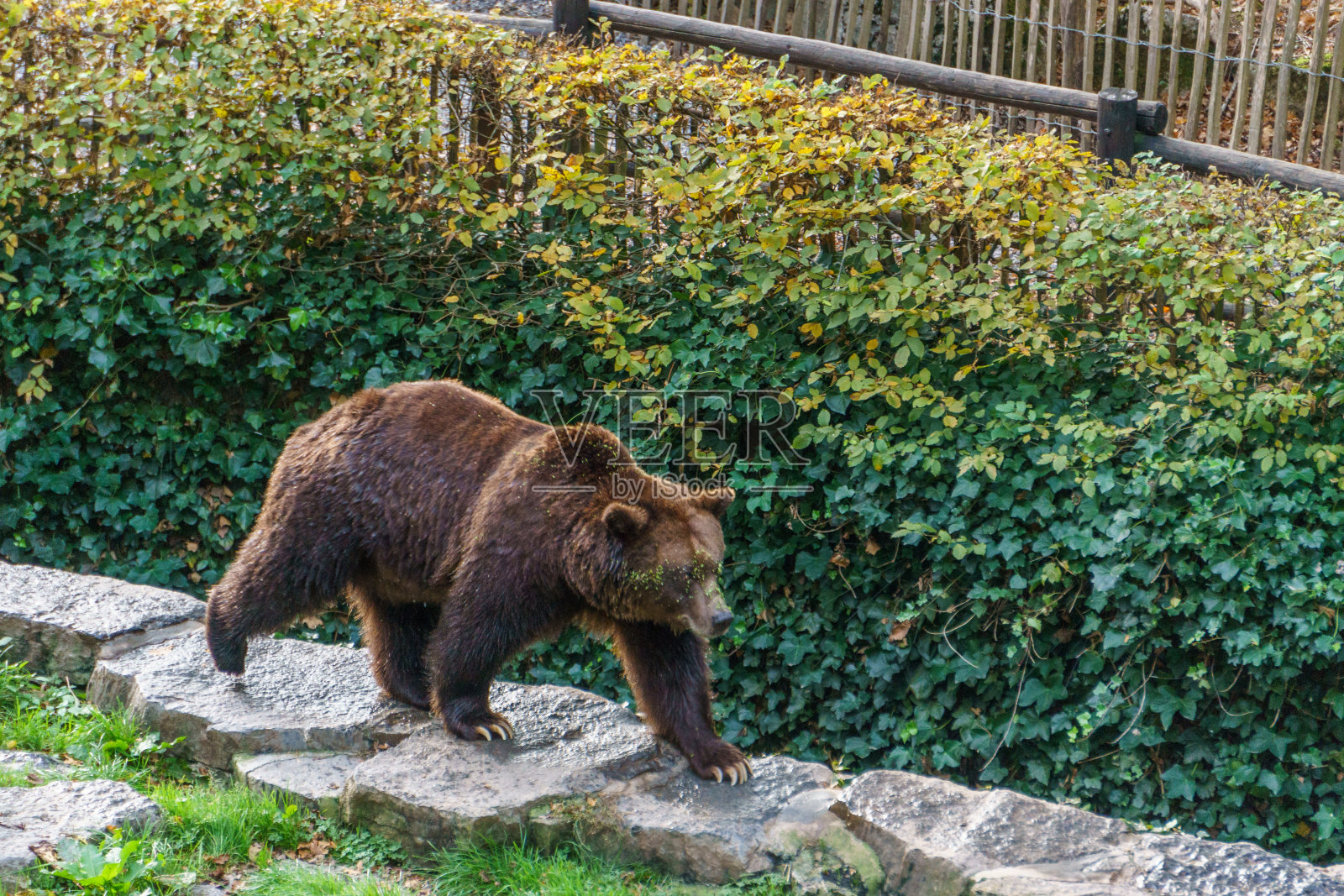 棕熊在动物园里散步照片摄影图片