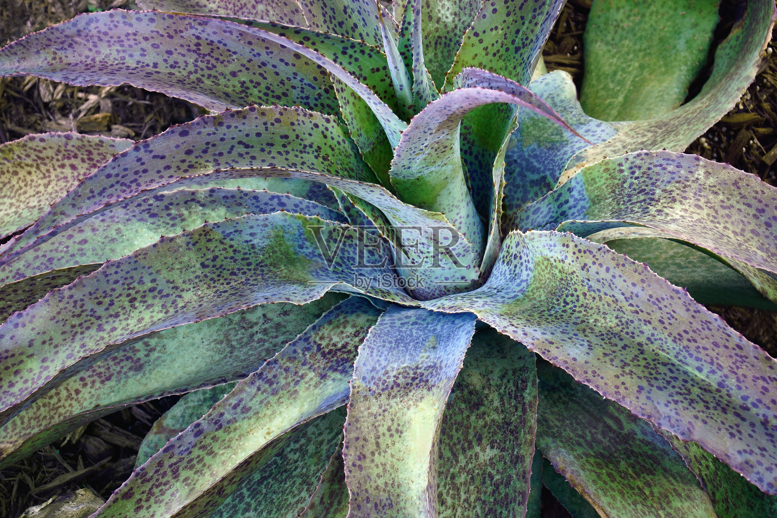 斯波蒂·多蒂·曼格里特的特写照片照片摄影图片