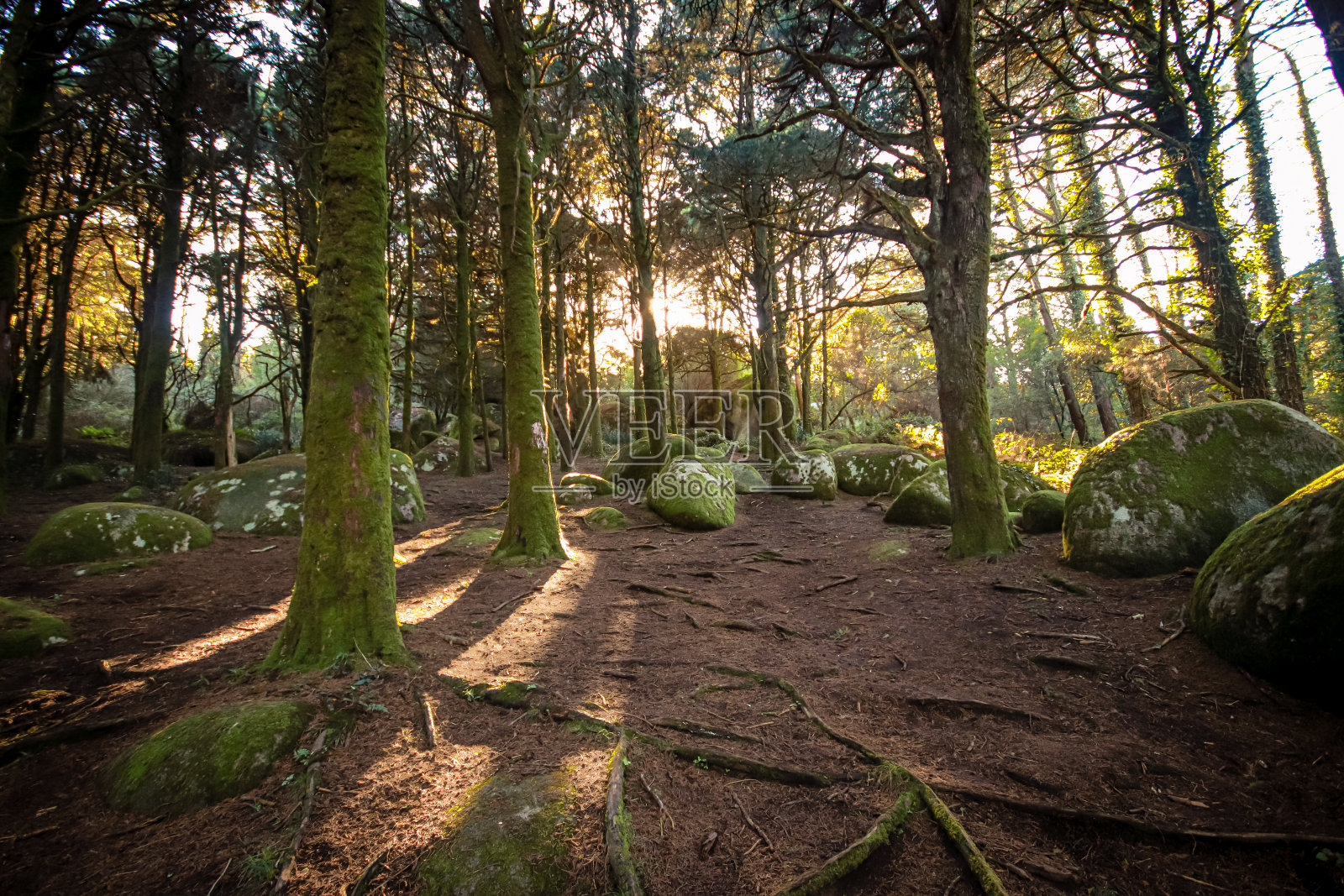 森林景观，阳光在树林中闪耀。古老的木头，岩石和苔藓照片摄影图片