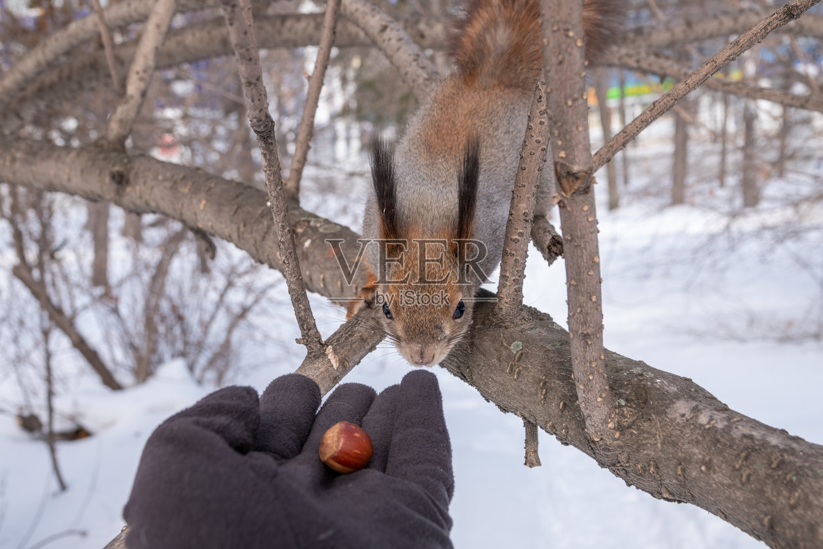 松鼠在冬天从人的手中吃坚果照片摄影图片
