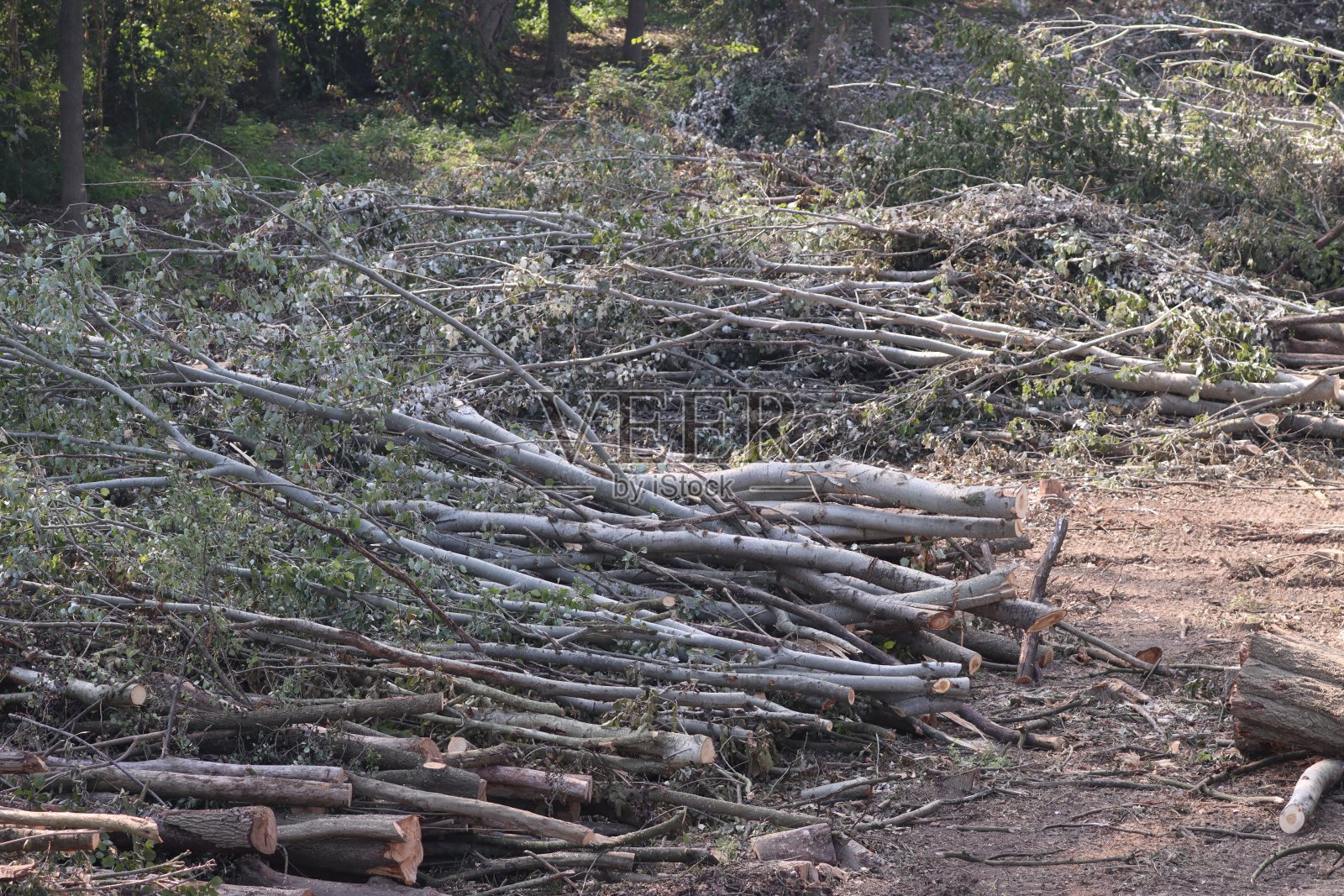 砍伐沿河的树木照片摄影图片