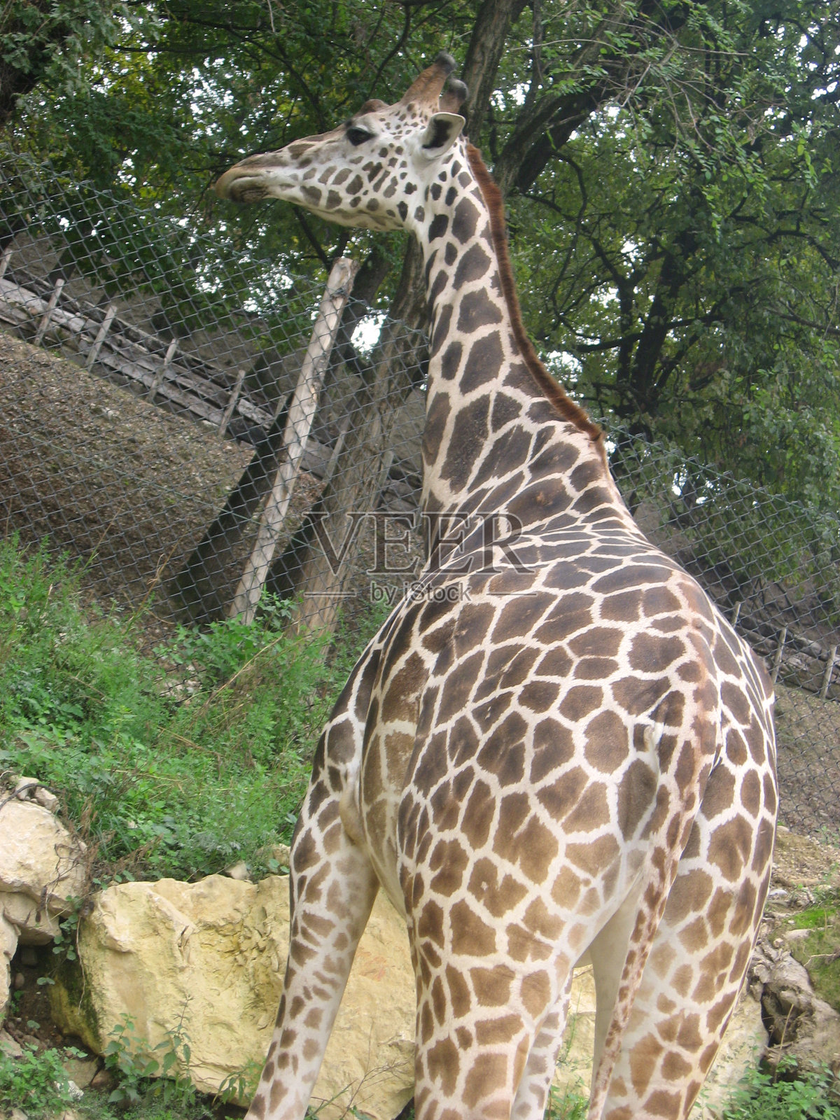 动物园里的长颈鹿长颈鹿游猎动物园维罗纳Bussolendo长颈鹿照片摄影图片