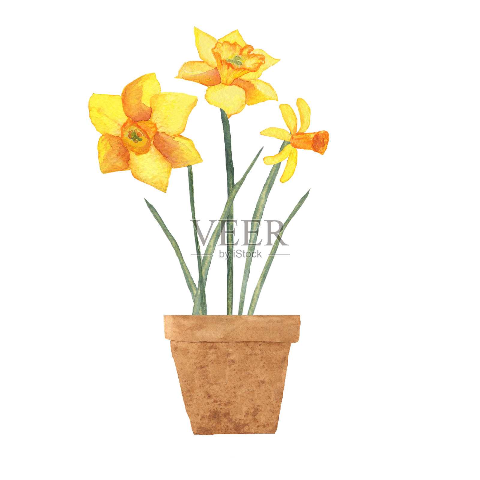 黄色的水仙在一个陶罐孤立在白色的背景。春天设计的水彩手绘插图。元素设计，印刷，标签，标志，背景，装饰，问候或婚礼卡片。插画图片素材