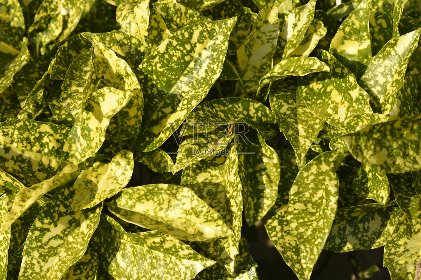 组合成日本月桂树照片摄影图片