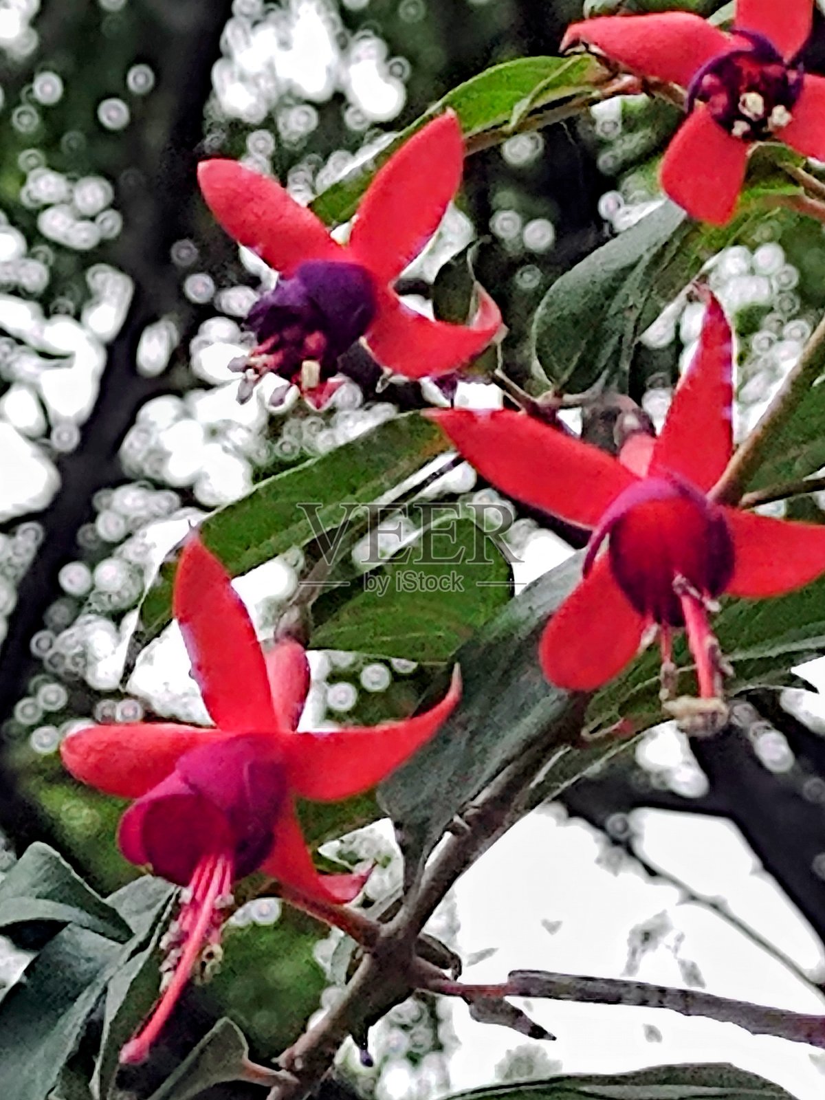 紫红色照片摄影图片