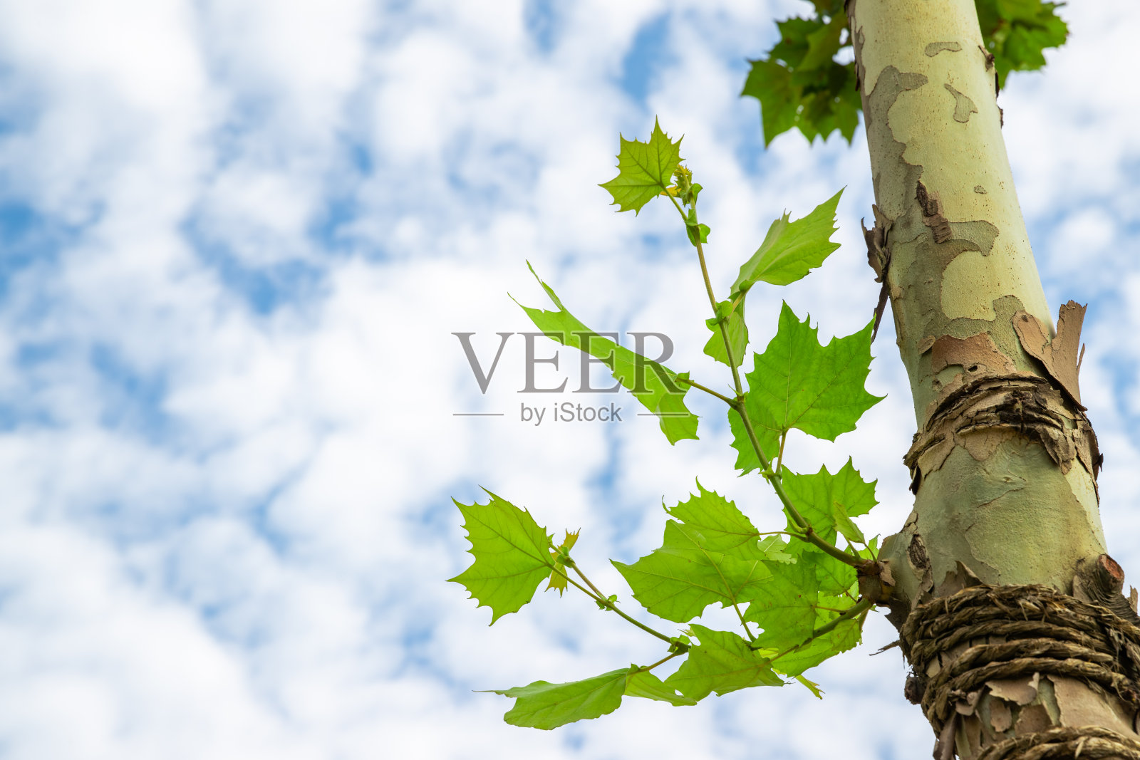 绿色的叶子特写。天空和植物。照片摄影图片