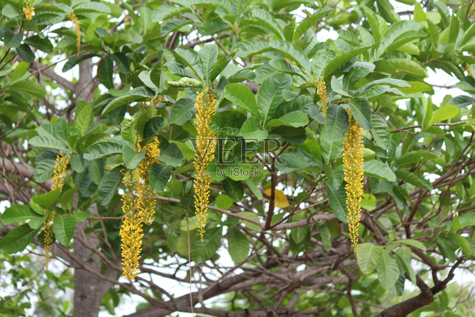 洛凡特拉开花植物 - 乳叶苔藓照片摄影图片