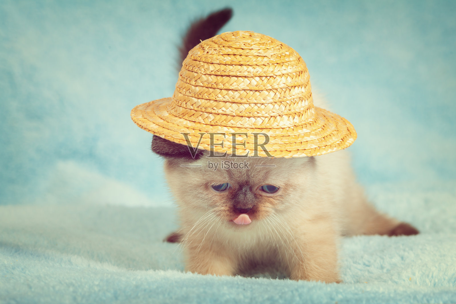 一个有趣的泰国小猫的肖像，头上戴着一顶草帽照片摄影图片