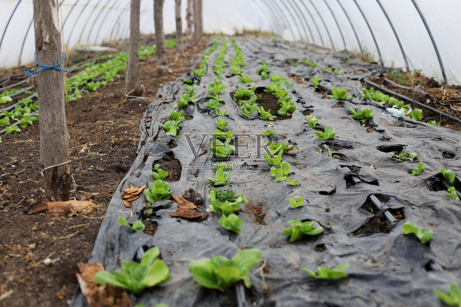 温室里的植物照片摄影图片