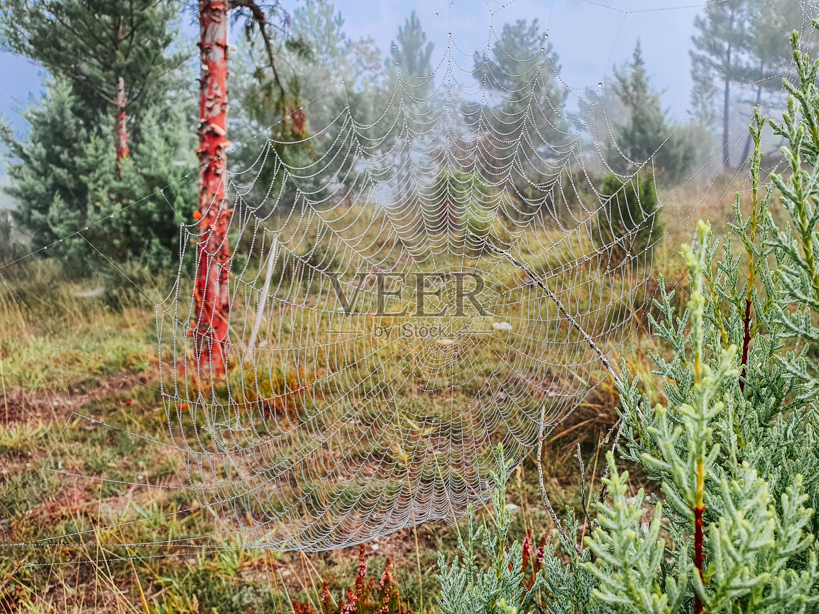 树和草之间有蜘蛛网照片摄影图片