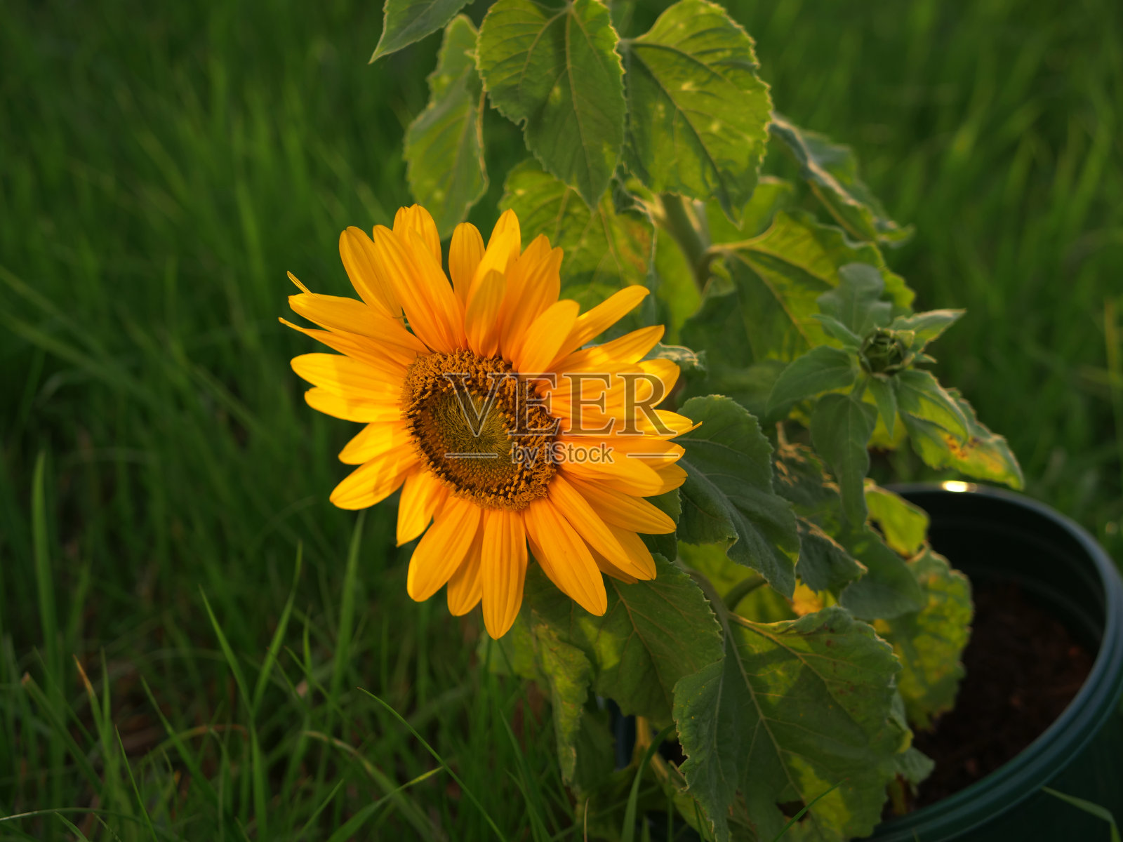 盛开的向日葵在绿色的草地背景照片摄影图片