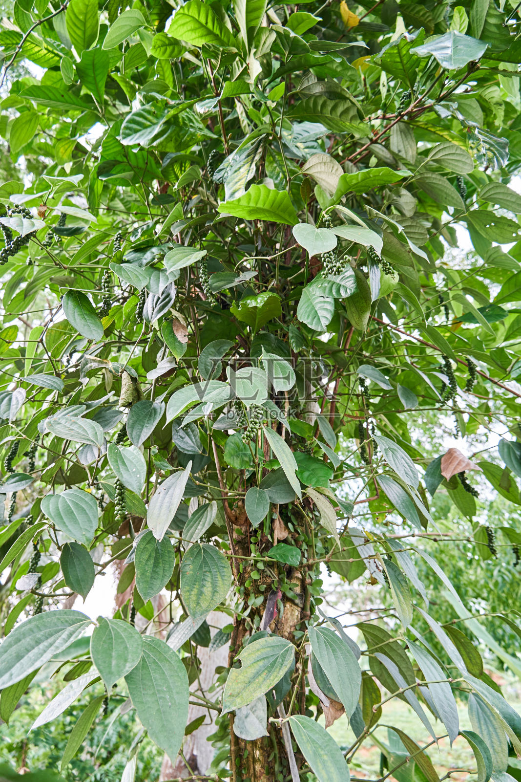 黑胡椒植物的特写照片摄影图片
