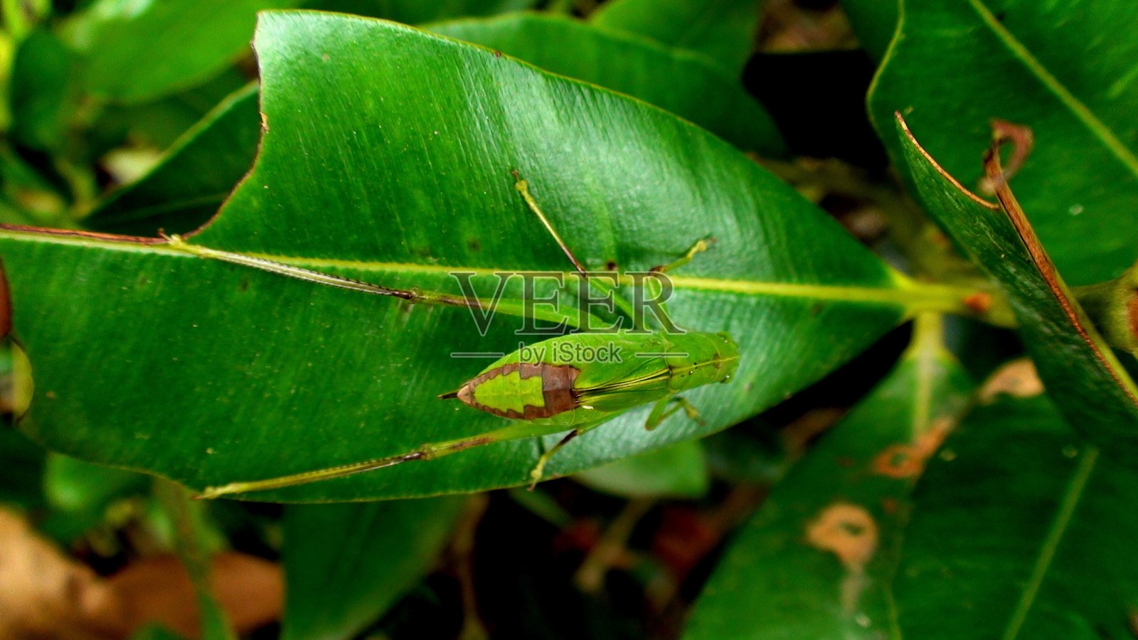 希望昆虫- tettigoniidae照片摄影图片