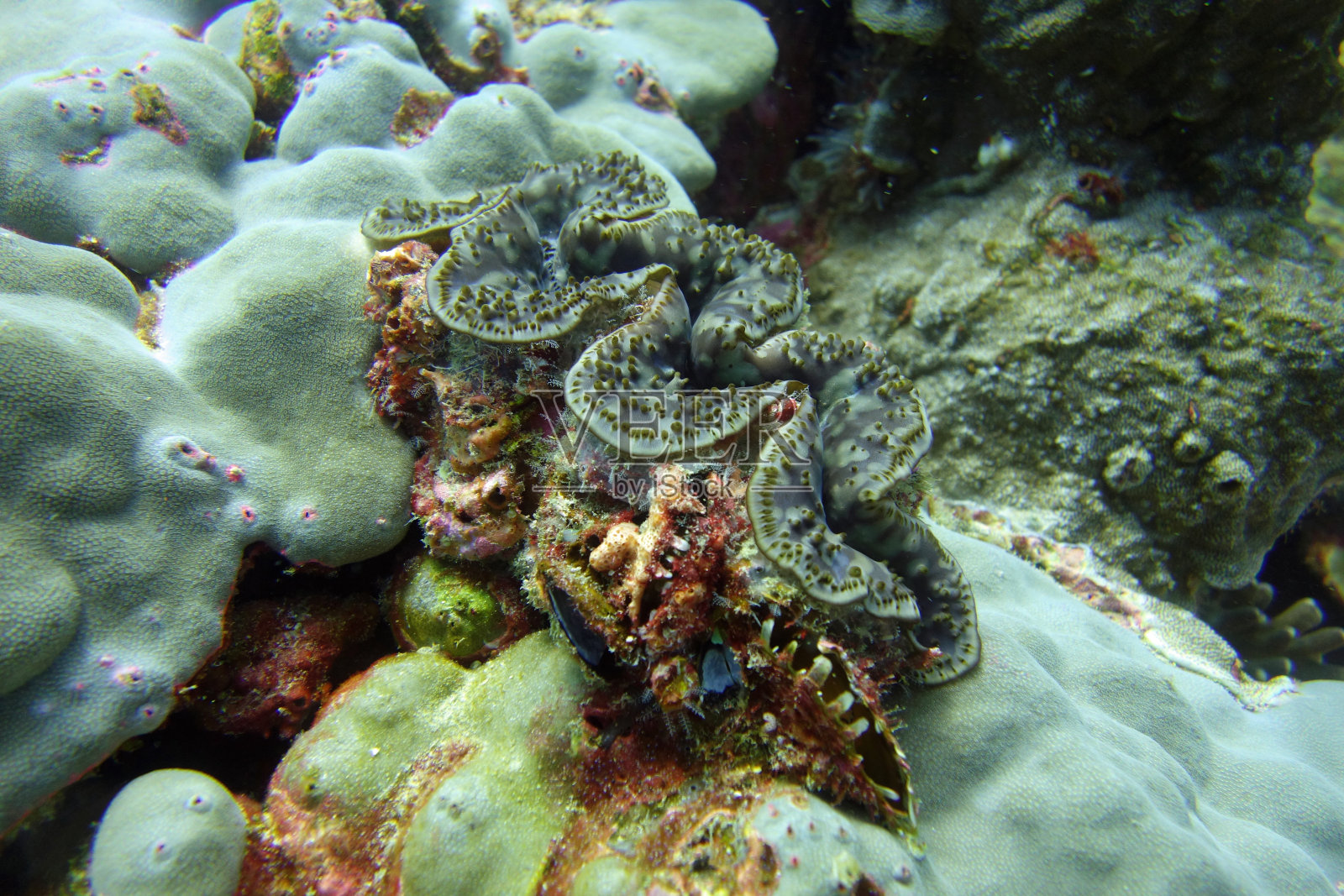 巨型蛤照片摄影图片