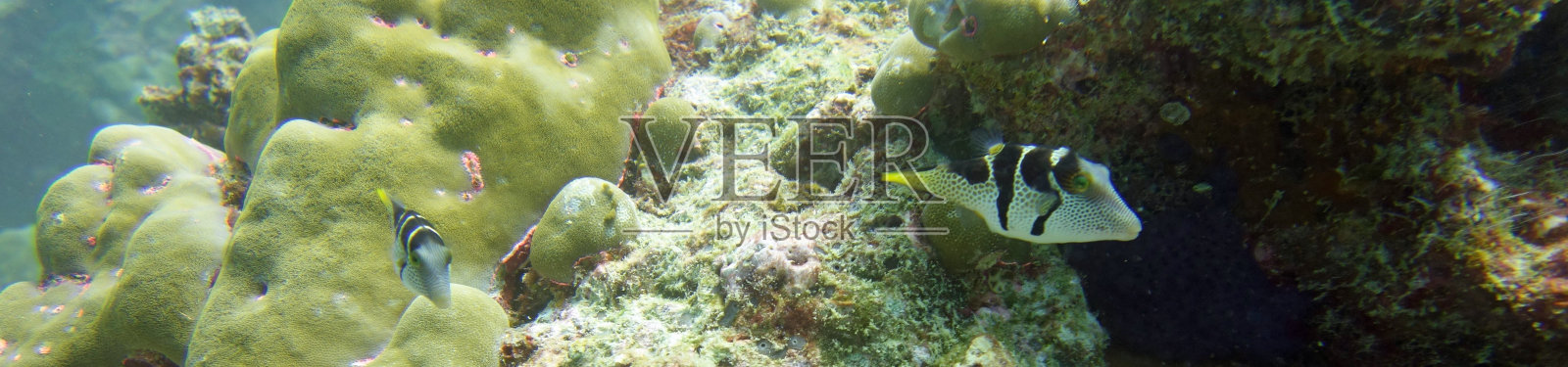 河豚照片摄影图片