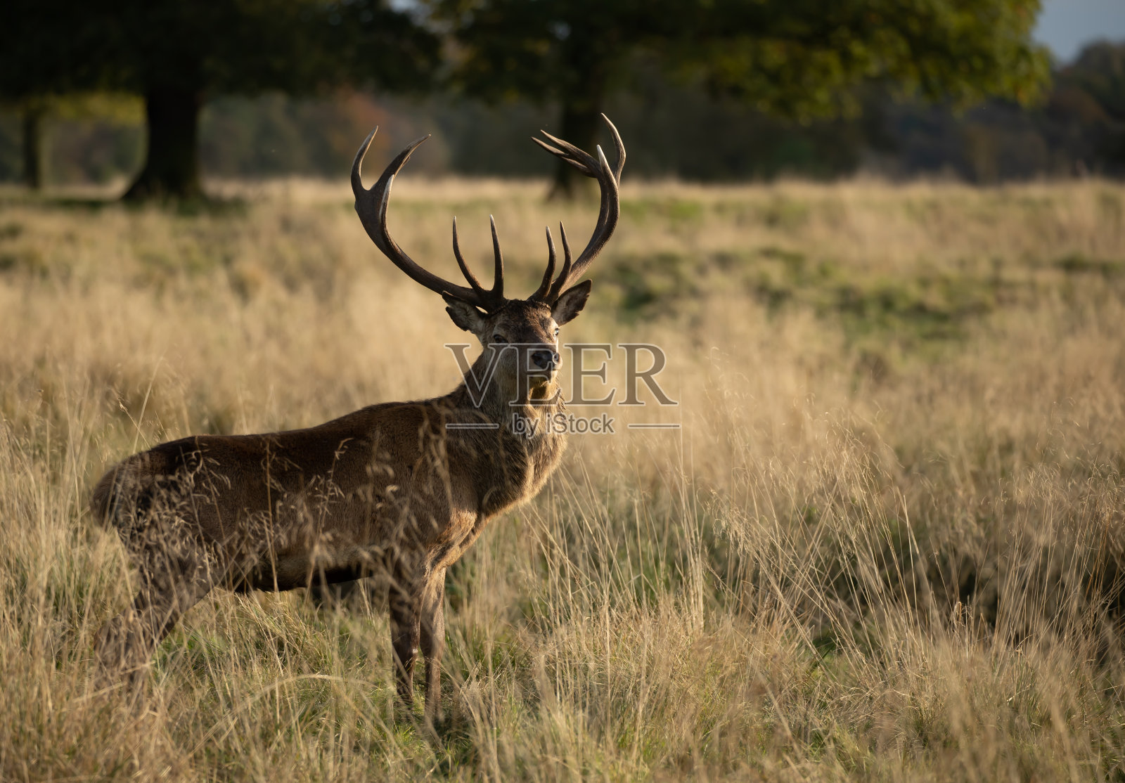 英国鹿园里的马鹿照片摄影图片