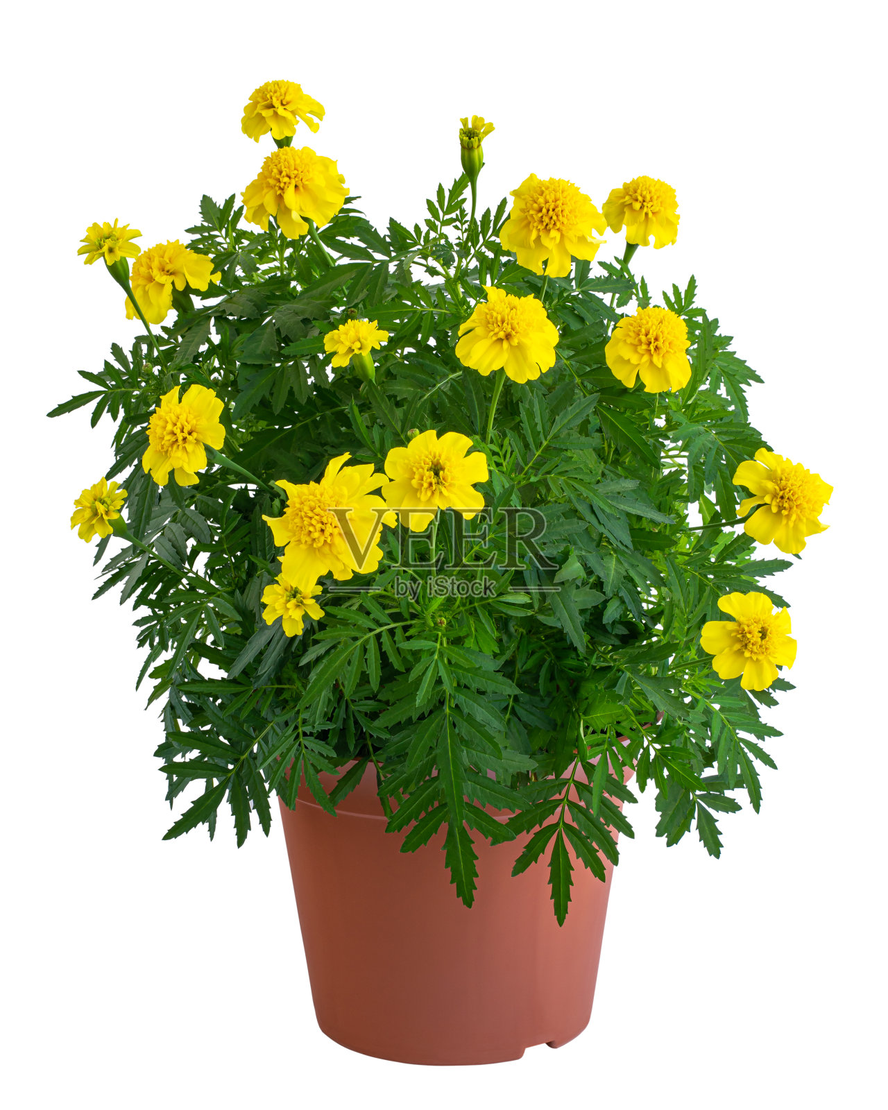 黄灿灿的金盏花茂盛的灌木照片摄影图片